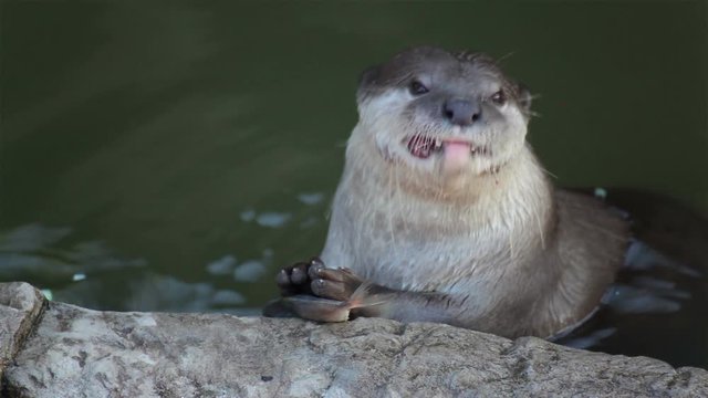 otter eat small fish in pond