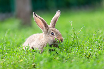 Portrait of little rabbit on green grass background