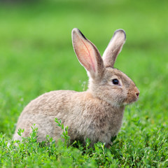 Portrait of little rabbit on green grass background