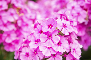 Bushes of phloxes in a garden. Gentle pink flower background.