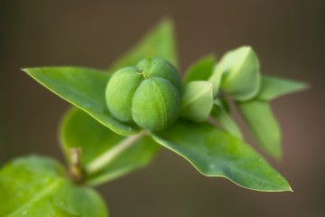 Fruchtstand Kreuzblättrige Wolfsmilch / Fruit stand Euphorbia Lathyris