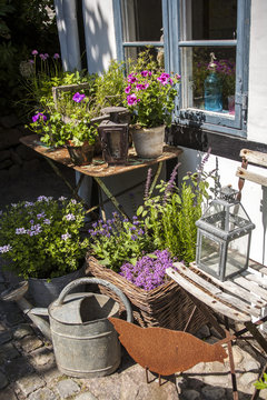 cozy garden with flowers