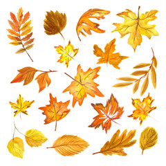 Watercolor hand drawn fall leaves set. Beautiful herbarium for backdrop and decoration. Season colors like red, orange, yellow and green.