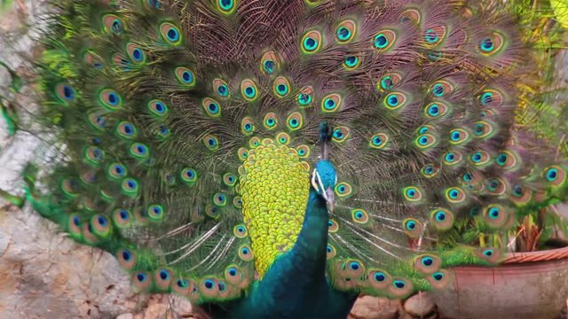 Indian Peafowl or peacock displaying colorful feathered tail dancing
