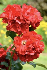 Grußkarte - Rosen im Garten