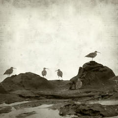 flock of slender-billed curlews