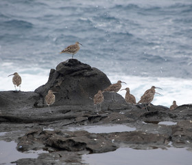 flock of slender-billed curlews