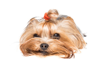 Yorkshire Terrier on a white background