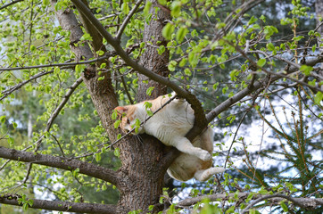 Cat trying not to fall from tree branch
