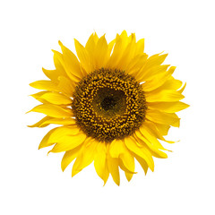 Fototapeta premium bright yellow sunflower