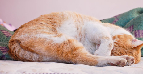 Adorable cat sleeping in the bed with paw over face