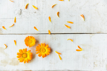 flowers of calendula - obrazy, fototapety, plakaty