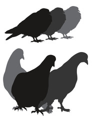 Vector doves
