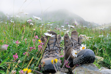 chaussures de randonnée dans prairie fleurie alpine 