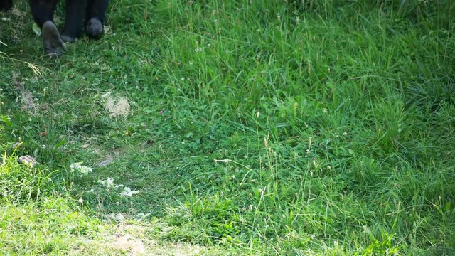 fascinating gorilla monkey family outdoors