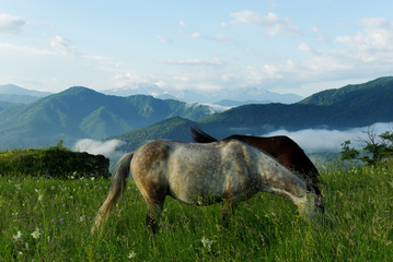 Fototapeta na wymiar Horse eating grass on the background of mountains
