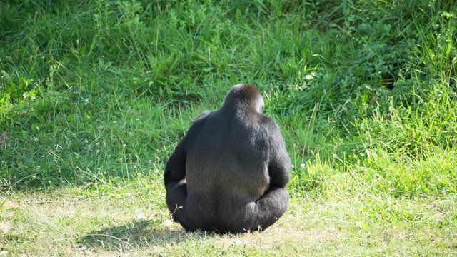 fascinating gorilla monkey family outdoors