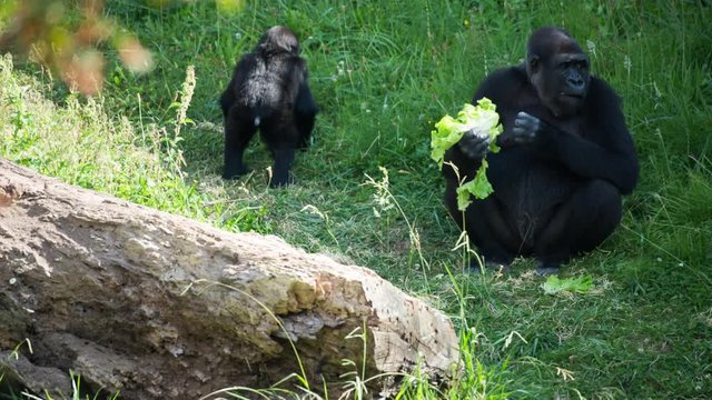 fascinating gorilla monkey family outdoors