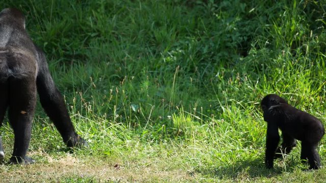 fascinating gorilla monkey family outdoors