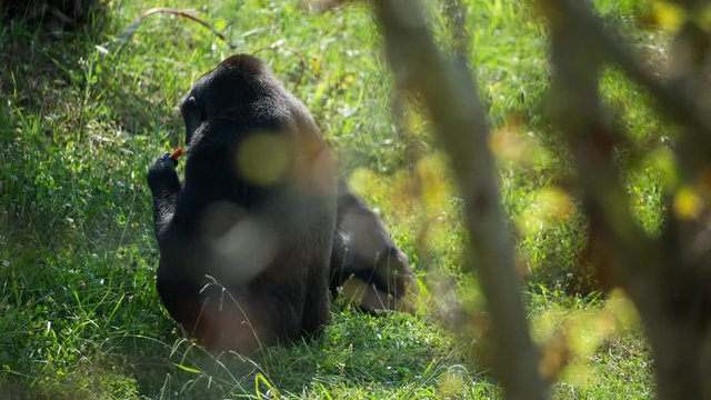 fascinating gorilla monkey family outdoors