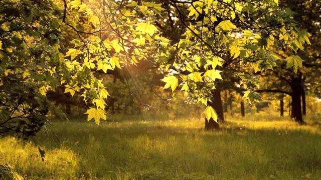 maple tree branch in sunlight