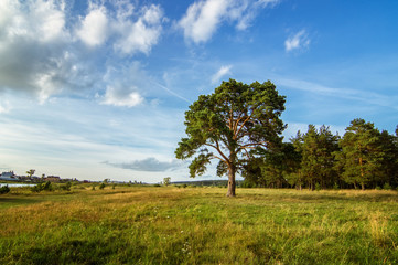 Obraz premium летний пейзаж с сосновым бором на берегу реки и грунтовой дорогой, Россия, пейзаж 