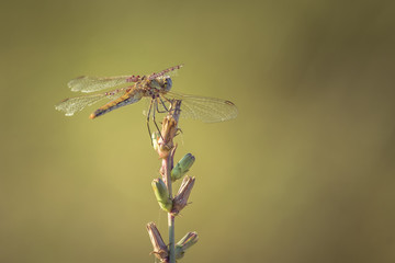 Dragon fly. Dragon fly sit on a stick.