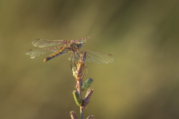 Dragon fly. Dragon fly sit on a stick.