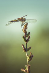 Dragon fly. Dragon fly sit on a stick.