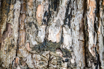 pine wood bark texture