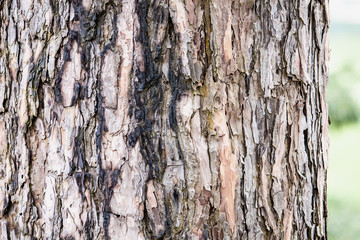 pine wood bark texture