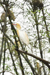 Wild birds in Phewa Lake, Pokhara