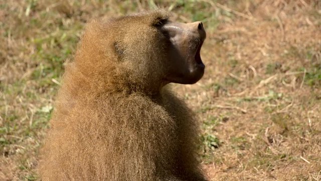 a family of baboons sitting in rocks