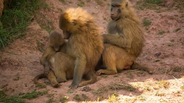 a family of baboons sitting in rocks