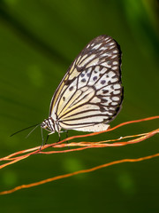 Butterfly on a green background