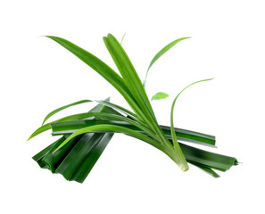 Fresh pandan leaves on white background