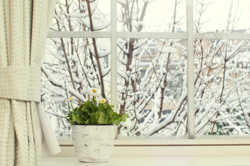 Bellis flowers in a pot on a window in a snowy day