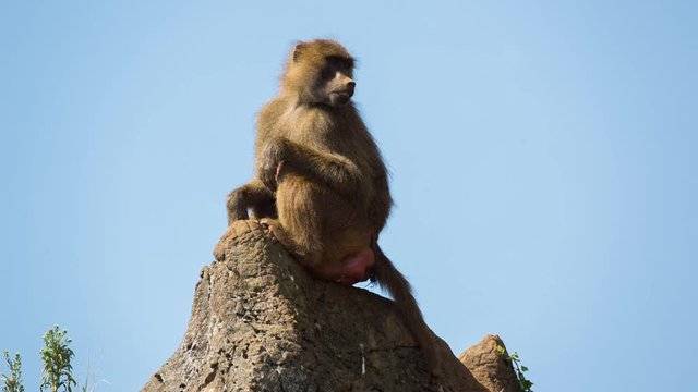 a family of baboons sitting in rocks