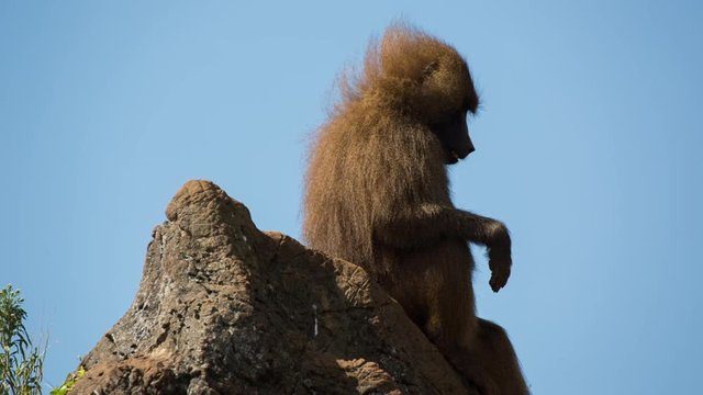 a family of baboons sitting in rocks