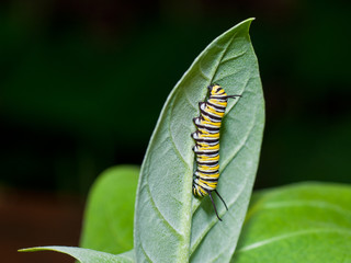 Monarch caterpillar crawling on leaf