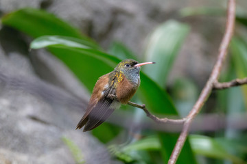 Amazilia hummingbird