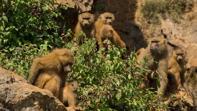 a family of baboons sitting in rocks