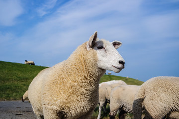 Schafe an der Nordsee