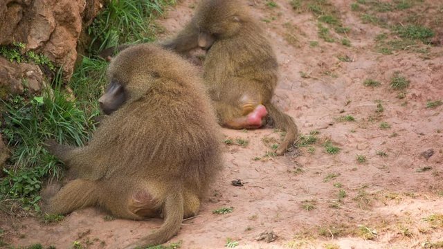 a family of baboons sitting in rocks