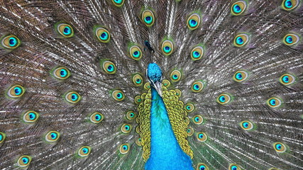 Obraz premium 孔雀