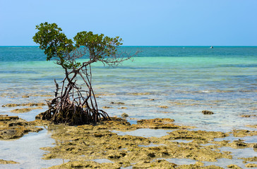 Mangrove on beach
