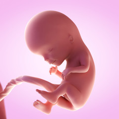 3d rendered medically accurate illustration of a fetus in week 12