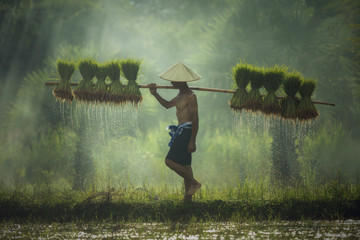 Farmers carrying seedlings in rice farm - obrazy, fototapety, plakaty