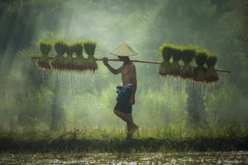 Poster Farmers carrying seedlings in rice farm © tong2530