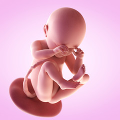 3d rendered medically accurate illustration of a fetus in week 38